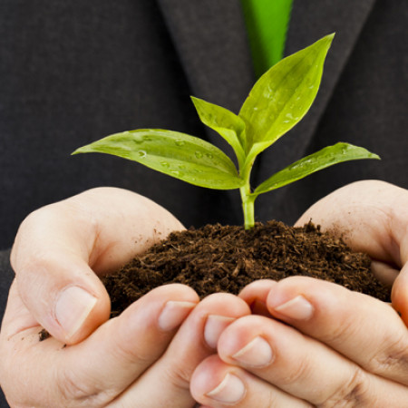 start-up plant