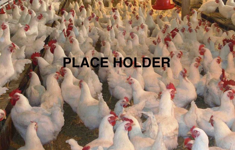 wq